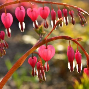 bleeding hearts