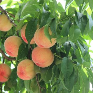 ripe peaches