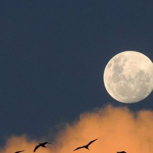 moon orange cloud birds