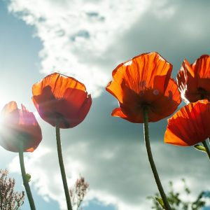 poppies, sky, light