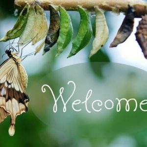 Butterfly hangs from a branch where there is a line of cocoons.