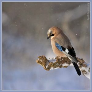 Jay bird on a branch in winter