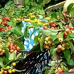 Fruits and Leaves