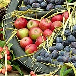 Apples and Fruits Displayed