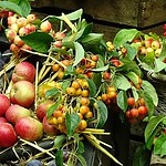 Leafy Apples and Berries