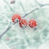 winter-berries640