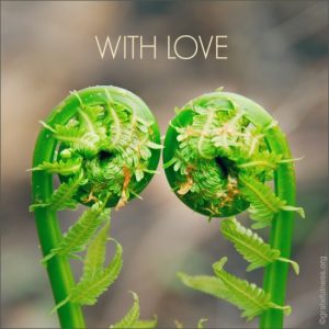 Two ferns "bowing " to one another