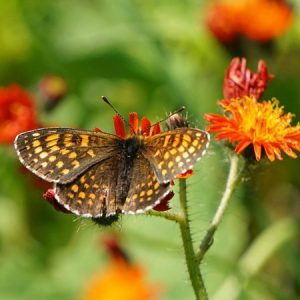 butterfly, flowers