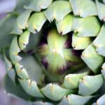 The Artichoke