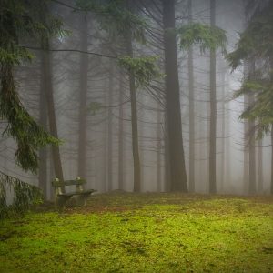 Bench in a misty pine forest