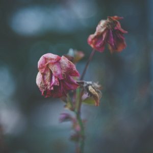 faded pink rose