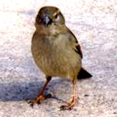 Common Sparrow
