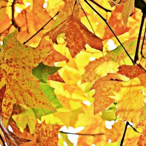 light streaming through gold autumn maple leaves