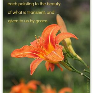grief, gratitude, orange day lily, grace, beauty