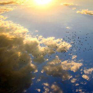 flock of birds flying by clouds with the sun