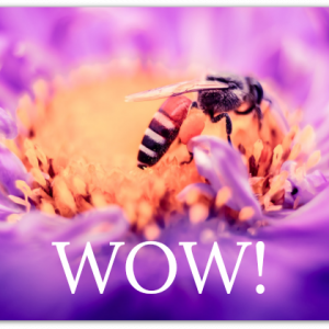 bee drinking from a purple flower