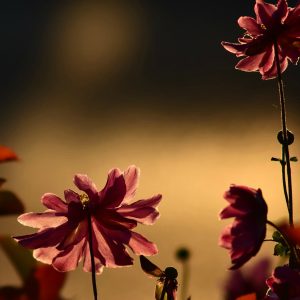 flowers in darkness