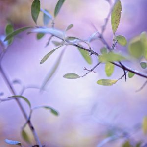 sage-green leaves against a purple background