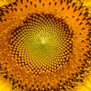 close up of the center of a sunflower